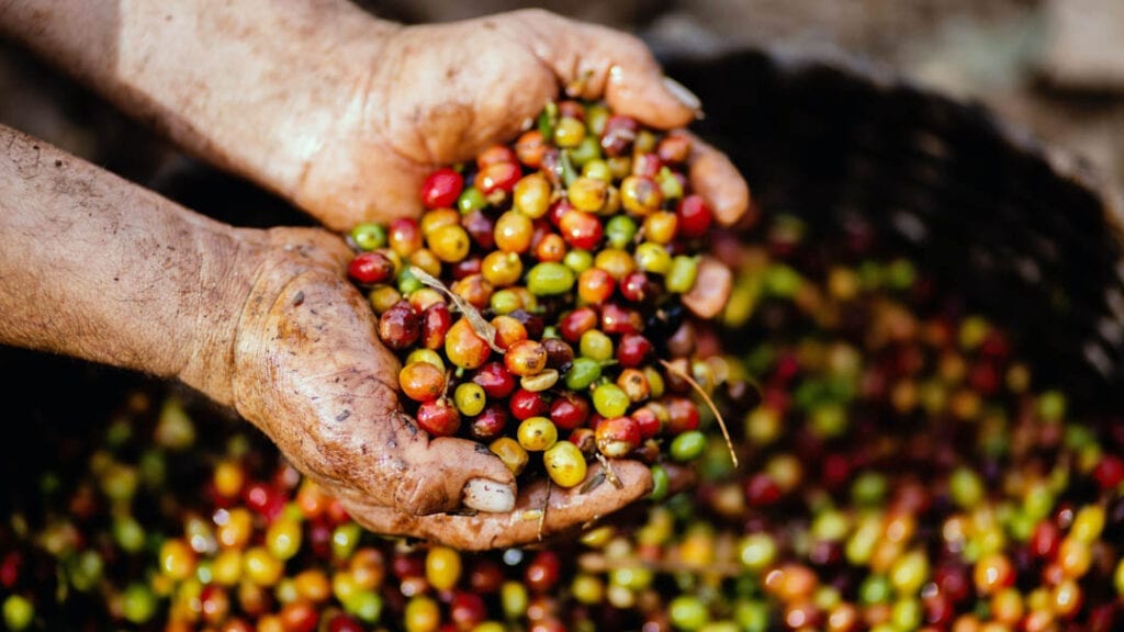 Ethically sourced coffee in the hands of the grower/ farmer