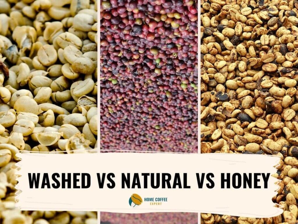 Washed vs Natural vs Honey Processed Coffee