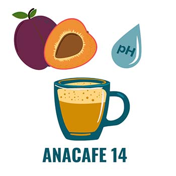 Anacafe 14 Flavor: Stone fruit, medium body, low acidity