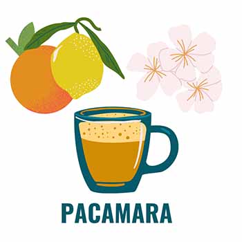 Pacamara varietal has juicy citrus notes and jasmine aromas