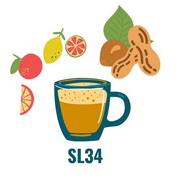 SL34 Flavor: fruit and nut flavors with high acidity