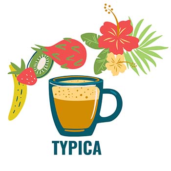 Typica type of coffee beans taste fruity and floral
