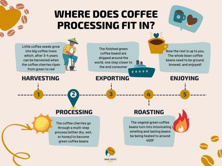 Coffee Processing Methods 101: Washed vs Natural vs Honey