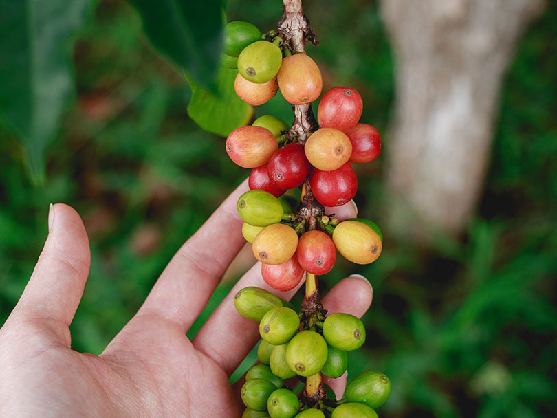 Hand touching a branch of a coffee plant with ripe, red coffee cherries and green, ripening coffee cherries