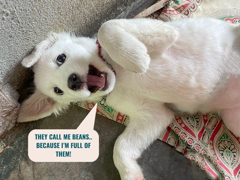 Happy dog with text "They call me beans... because I'm full of them!"