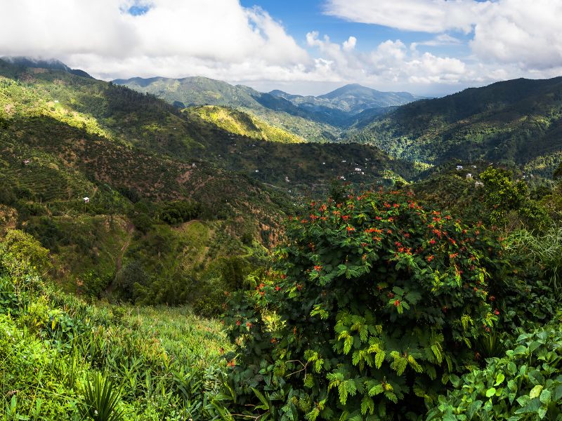 Coffee growing throughout the Blue Mountains of Jamaica