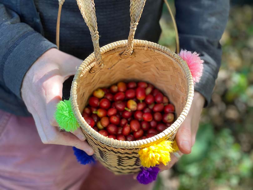 Matt Woodburn-Simmonds holding a traditional basket of freshly picked coffee cherries in Vietnam
