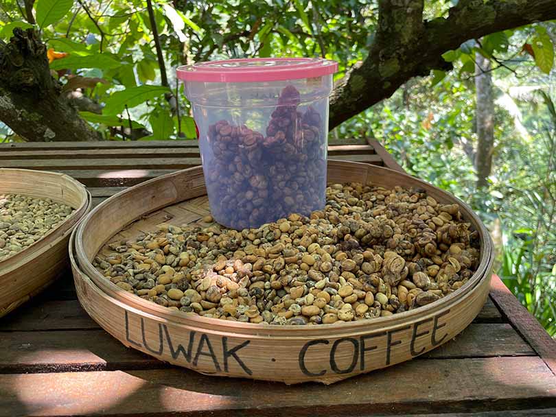 Luwak Coffee (Kopi Luwak) in Bali, Indonesia
