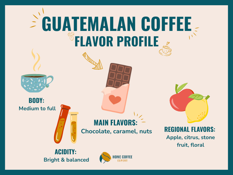 Infographic showing the typical flavor profile of Guatemalan coffee