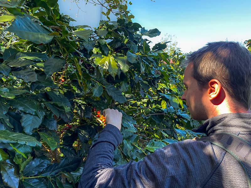 Matt picking coffee cherries in Guatemala